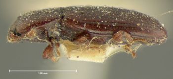 Media type: image;   Entomology 6826 Aspect: habitus lateral view